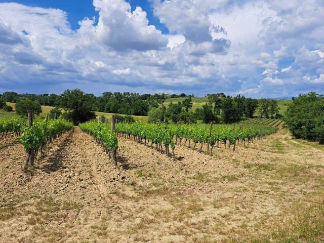 Terreno in vendita a Abbadia Di Montepulciano, Toscana