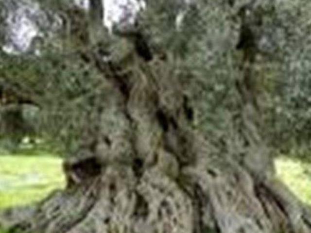 Terreno in vendita a Puglia, Lecce