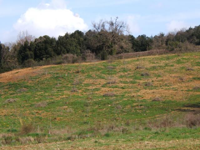 Terreno in vendita a Montescudaio, Toscana