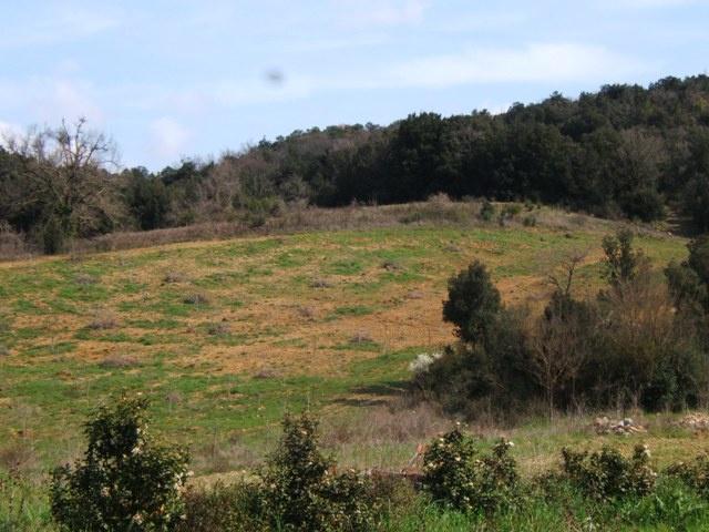 Terreno in vendita a Montescudaio, Toscana