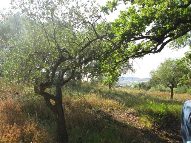 Terreno in vendita a Barco, Montesilvano