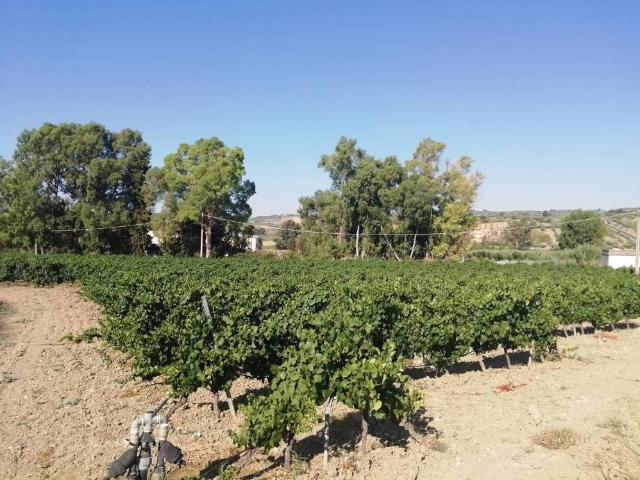 Terreno in vendita a Montevago, Sicilia