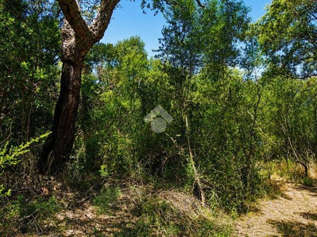 Terreno in vendita a Monte, Sardigna/Sardegna