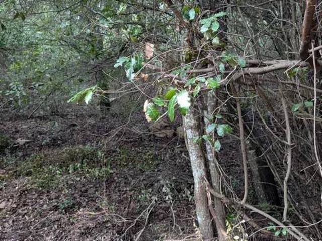 Terreno in vendita a Monte, Sardigna/Sardegna