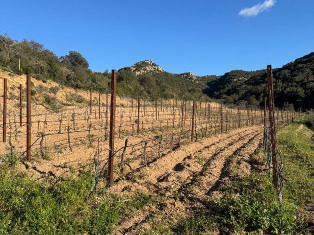 Terreno in vendita a Monte, Sardigna/Sardegna