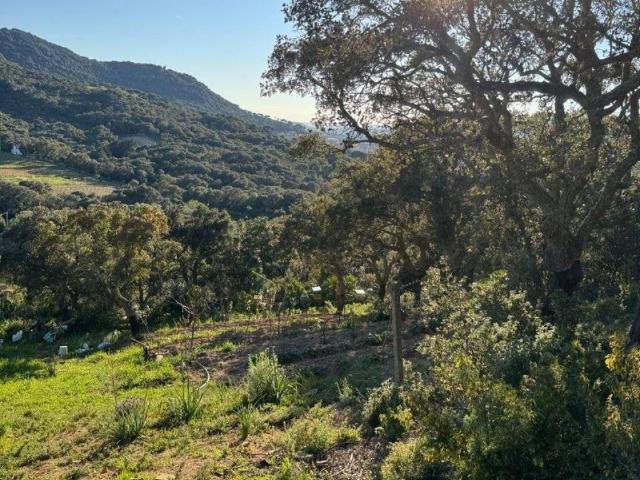 Terreno in vendita a Monte, Sardigna/Sardegna