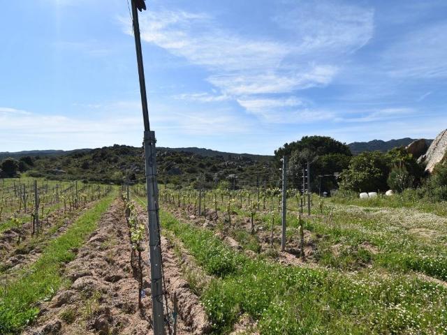 Terreno in vendita a Monte, Sardigna/Sardegna