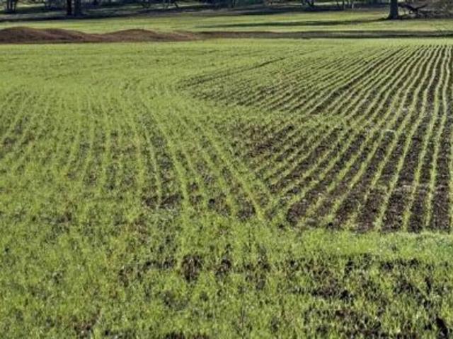 Terreno in vendita a Cervaiolo, Montignoso
