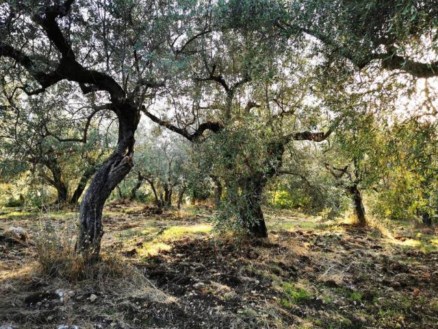 Terreno in vendita a Roma Capitale, Lazio