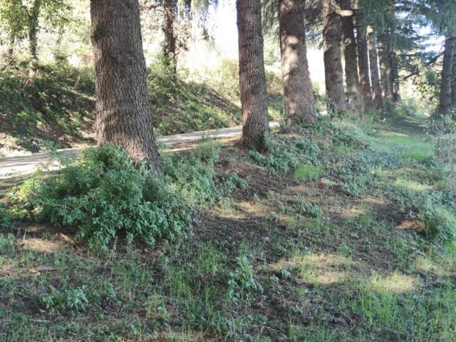 Terreno in vendita a Montorso Vicentino, Veneto
