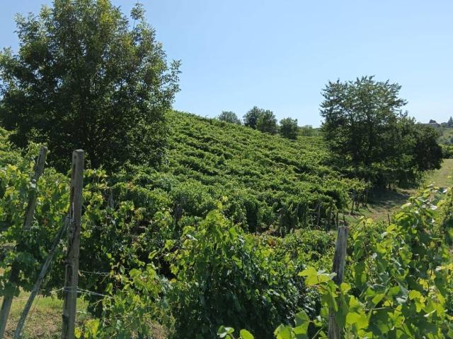 Terreno in vendita a Montù Beccaria, Lombardia
