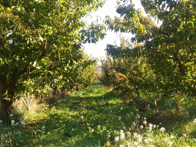 Terreno in vendita a Moricone, Roma Capitale