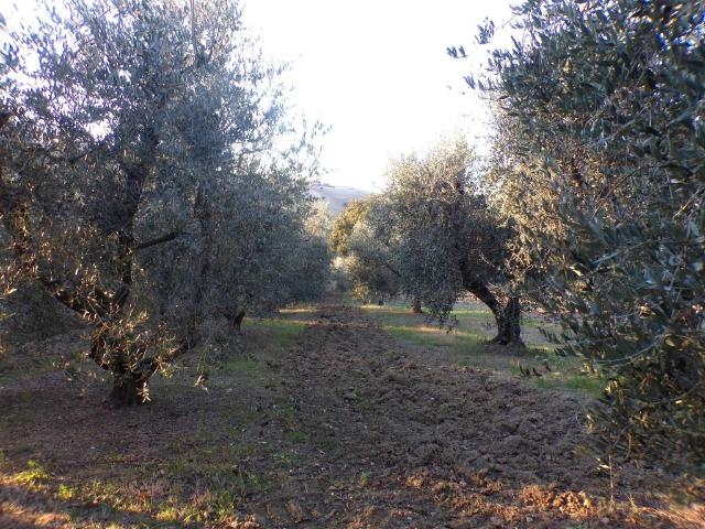 Terreno in vendita a Marche, Ancona
