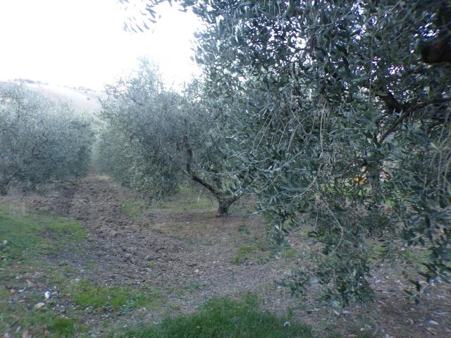 Terreno in vendita a Marche, Ancona