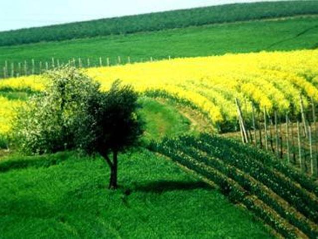 Terreno in vendita a Marche, Ancona