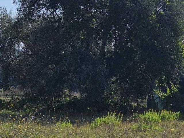 Terreno in vendita a Mosciano Sant'angelo, Abruzzo