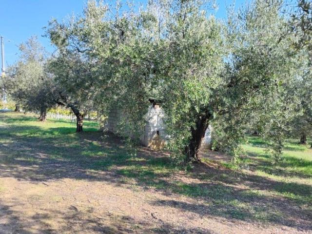 Terreno in vendita a Moscufo, Abruzzo