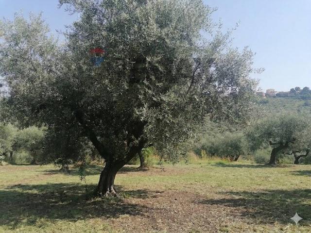 Terreno in vendita a Moscufo, Abruzzo