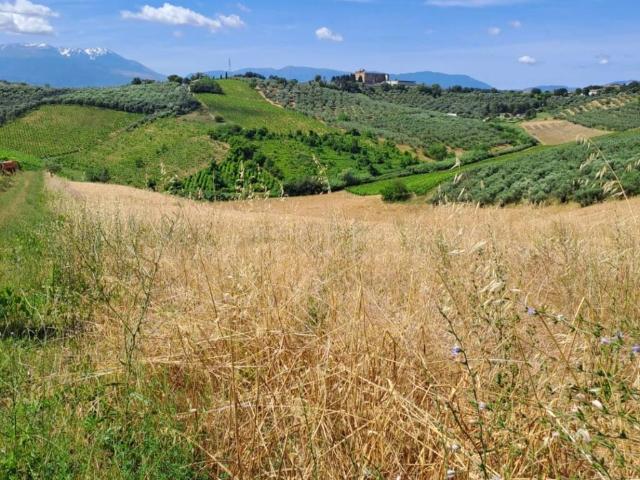 Terreno in vendita a Moscufo, Abruzzo