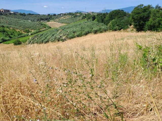 Terreno in vendita a Moscufo, Abruzzo