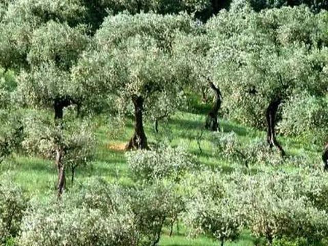 Terreno in vendita a Moscufo, Abruzzo