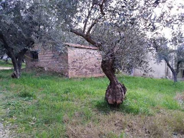 Terreno in vendita a Moscufo, Abruzzo