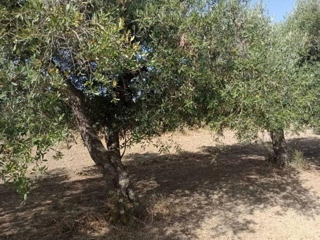 Terreno in vendita a Puglia, Taranto