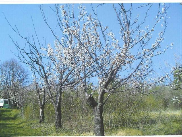 Terreno in vendita a Lazzaretto / Lazaret, Muggiò