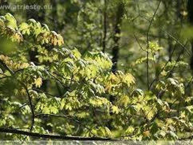 Terreno in vendita a Vignano / Vinjan, Muggiò