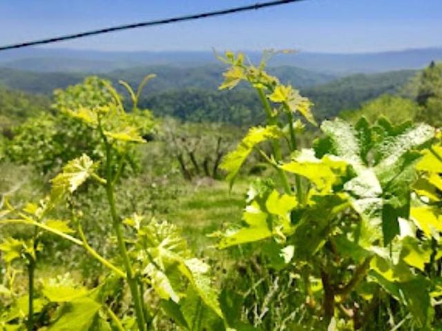 Terreno in vendita a Murlo, Toscana