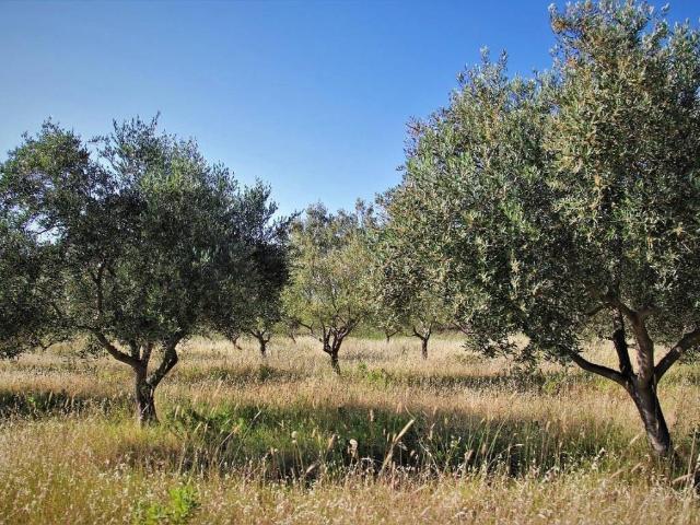 Terreno in vendita a Murlo, Toscana