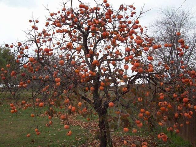 Terreno in vendita a Cupa Spinelli, Campania