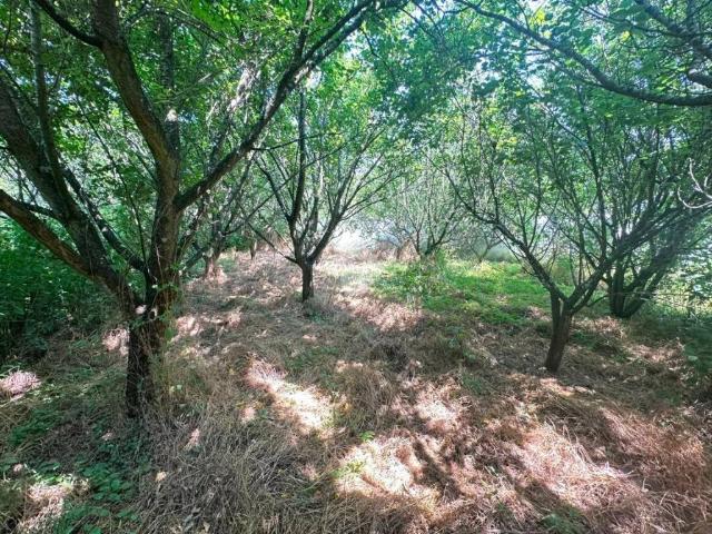 Terreno in vendita a Paratina, Campania