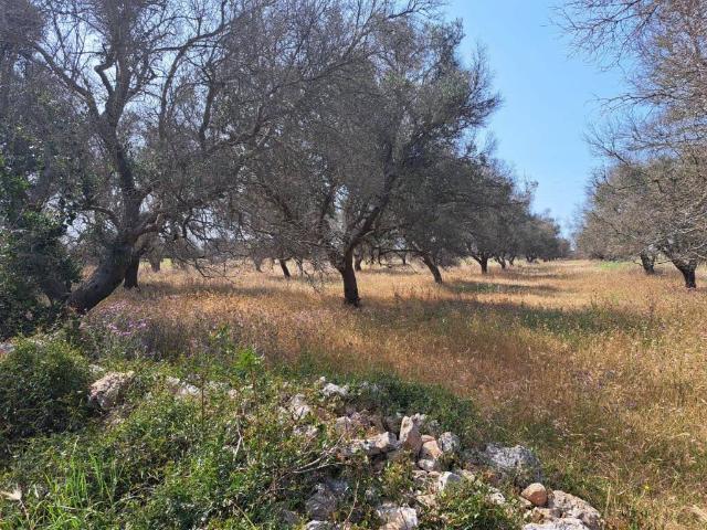 Terreno in vendita a Puglia, Lecce