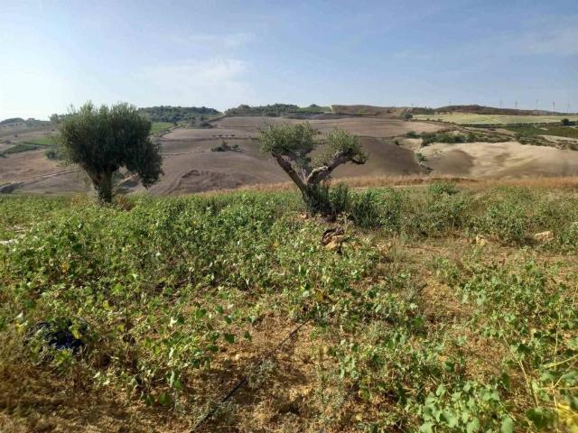 Terreno in vendita a Naro, Sicilia