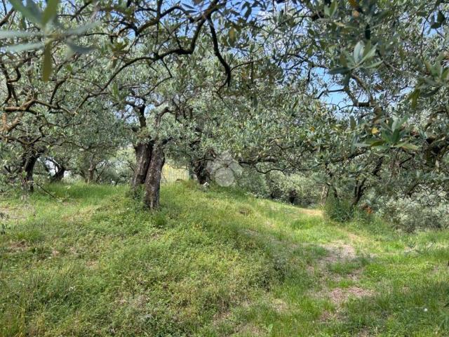 Terreno in vendita a San Peretto, Negrar di Valpolicella