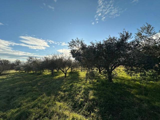 Terreno in vendita a Nepi, Lazio