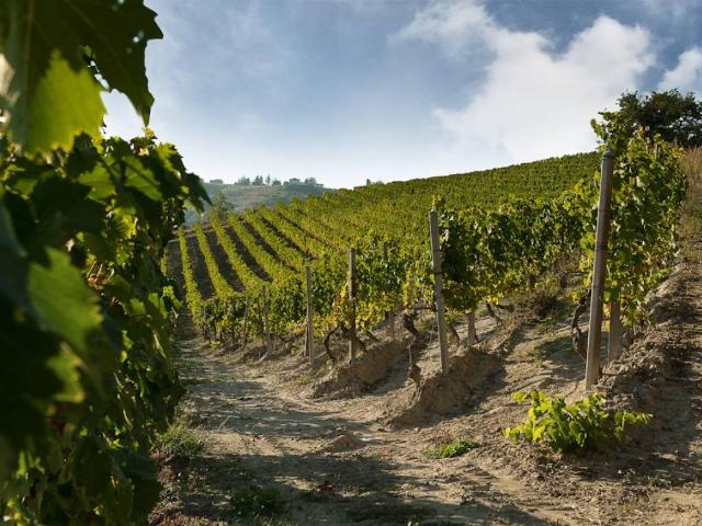 Terreno in vendita a Piemonte, Cuneo