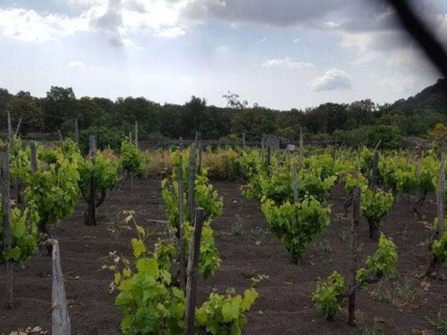 Terreno in vendita a Ragala, Nicolosi