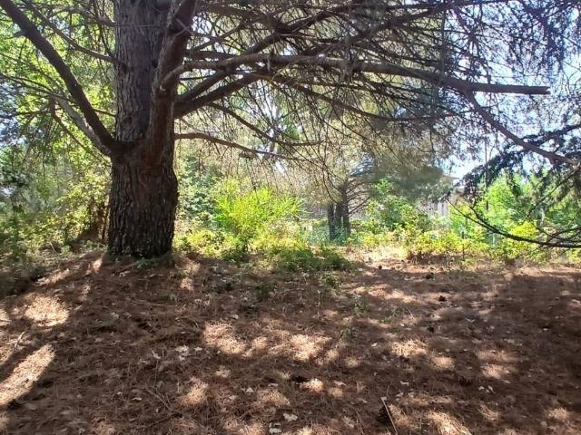 Terreno in vendita a Ragala, Nicolosi