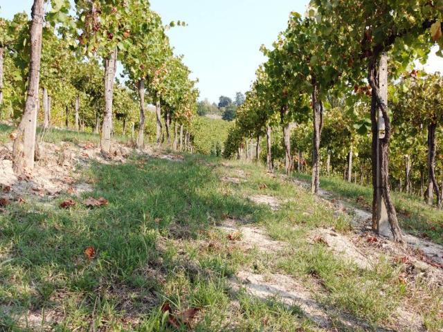 Terreno in vendita a Nizza Monferrato, Asti