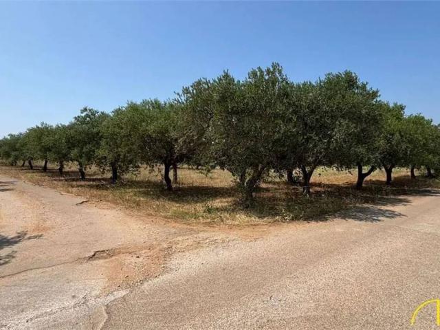 Terreno in vendita a Noicattaro, Bari