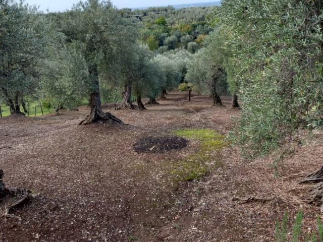 Terreno in vendita a Norma, Lazio