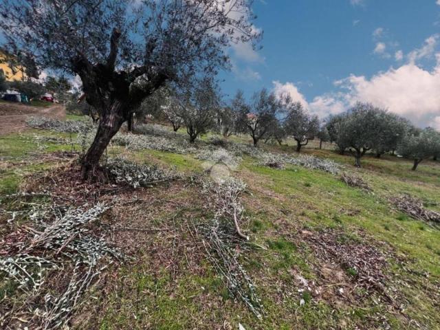 Terreno in vendita a Notaresco, Abruzzo