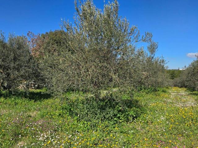 Terreno in vendita a Santa Lucia, Noto