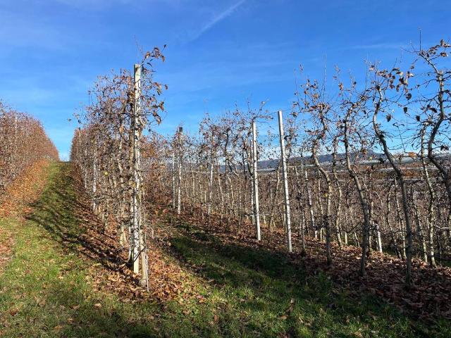 Terreno in vendita a Comunità della Val di Non, Novella