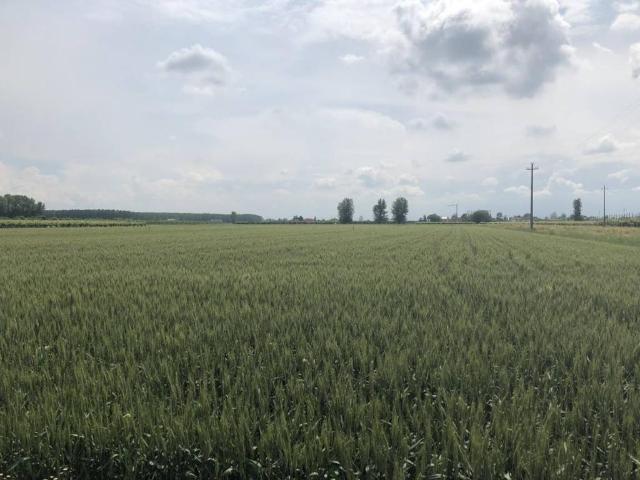 Terreno in vendita a Unione delle Terre d'Argine, Novi Di Modena