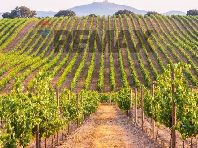 Terreno in vendita a Occhiobello, Veneto