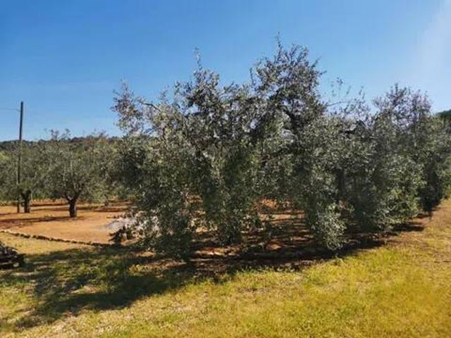 Terreno in vendita a Neghelli, Orbetello