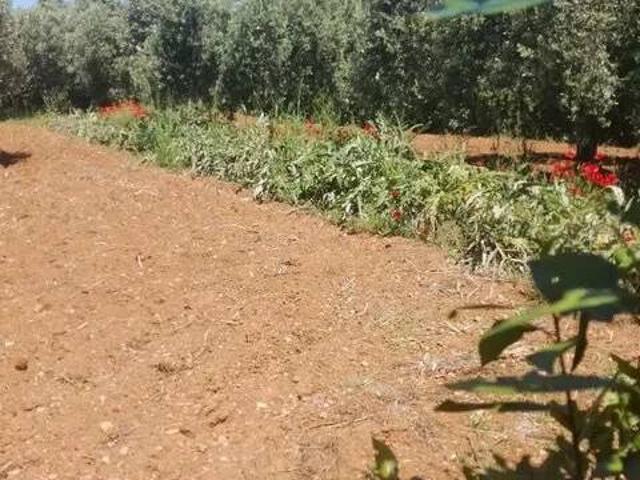 Terreno in vendita a Orbetello, Toscana